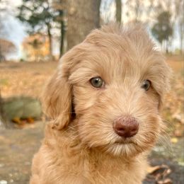 Purple Girl - Apricot female Goldendoodle puppy in Huntsville, Alabama from Winchester Doodles