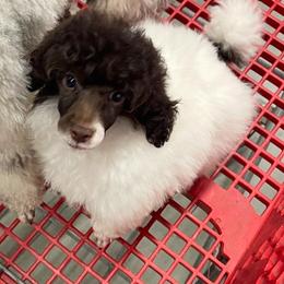 Finley - Poodle