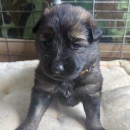 Ms Yellow - Sable female German Shepherd puppy in Berlin, Wisconsin from Gypsy Miracle Kennels