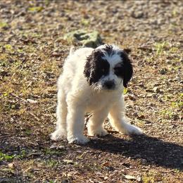 Luna - Black and white female Bernedoodle puppy in Malden, Illinois from Doting Doodles