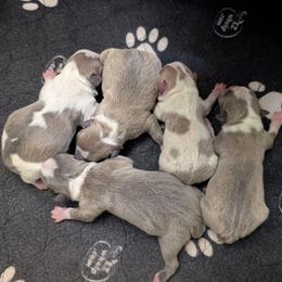 Blue Fawn Boy 1 - Blue male Boston Terrier puppy in Oak Hills, California from All American Boston Terriers