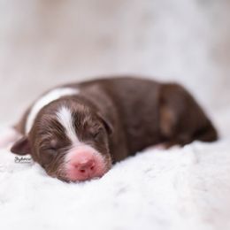 Pac-Man - Red tri-color male Australian Shepherd puppy in Woodford, Virginia from Skyborne Australian Shepherds