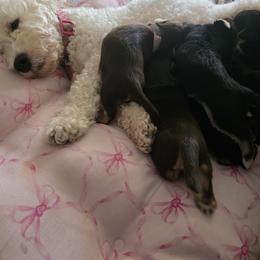 Bichon Frise and Yorkshire Terrier All Grown Up from Joanelly Marshall