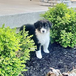 Bradley - Black tri-color male Australian Shepherd puppy in Loda, Illinois from Pilcher Farms