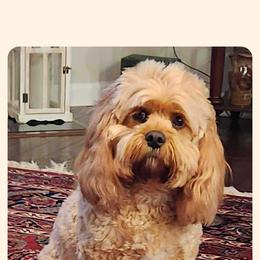 Cavapoo All Grown Up from Carolina Canines