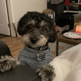 Javier - Havanese