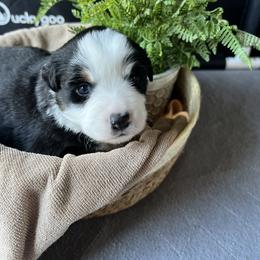 Hope - Black tri female Miniature American Shepherd puppy in Troy, Ohio from Wiggle Wags Miniature American Shepherds