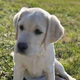 Labrador Retrievers from Agape Acres Homestead English Labrador Retrievers