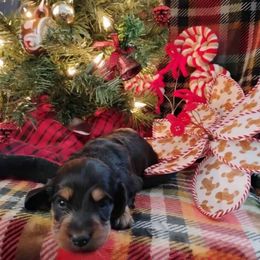 Coco - Black and tan male Dachshund puppy in Price, Utah from Smiling Dog Dachshunds