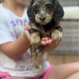 Girl 1 - Dapple female Dachshund puppy in Rio, Wisconsin from 3k Corgis and Miniature Dachshunds