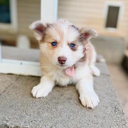 Melody - Merle female Pomsky puppy in Cleveland, Ohio from Lake Point Pomskies