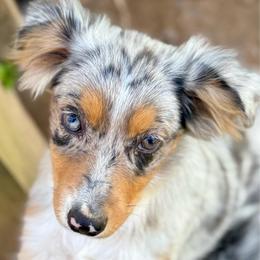 Aurora - Blue merle female Miniature Australian Shepherd puppy in Patterson, North Carolina from DreamLine Aussies