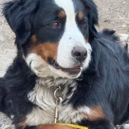 Shadow - Bernese Mountain Dog