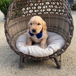 Blue - Golden male Golden Retriever puppy in Shingle Springs, California from California Spaniels