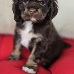 Bernadette - Brown white and tan Cocker Spaniel puppy in Crewe, Virginia from Suzanne's Cockers