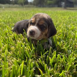 Tricolor Boy 2 - Black tan and white male Beagle puppy in Dime Box, Texas from Kuehlers Kavaliers