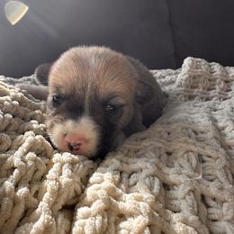 Rain - Red female Pembroke Welsh Corgi puppy in Springfield, Missouri from Hansen Corgis