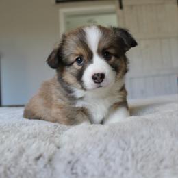 Daisy (fluffy) - Red female Pembroke Welsh Corgi puppy in Goliad, Texas from Rogers’ Fluffy Butt Corgis