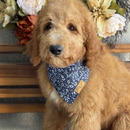 Goldendoodle puppies from Miley&Co.