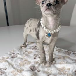 Chihuahua Puppies from Petite Pups LLC