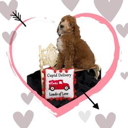 Dopey - Red  male Poodle puppy in Mongomery, Texas from Celestial Jewels Poodles