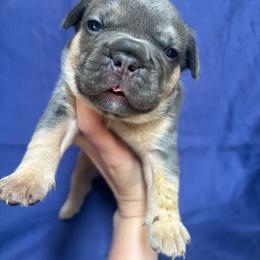 Daisy - Blue female French Bulldog puppy in Springfield, Missouri from Taylor