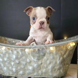 Girl 1 - female Boston Terrier puppy in Columbia Falls, Montana from Glacier Bark Boston Terriers
