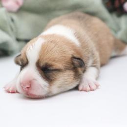 Iris - Red female Pembroke Welsh Corgi puppy in Plains, Montana from Diamond Corgis