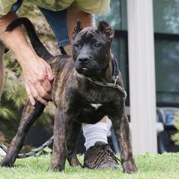 Red Collar - Tiger male Perro de Presa Canario puppy in Pocahontas, Illinois from Cabeza Grande Kennel