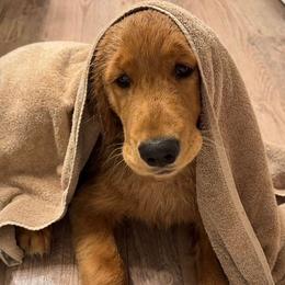 Golden Retriever puppies from Bigfoot Goldens AKC registered - Dark Red Goldens