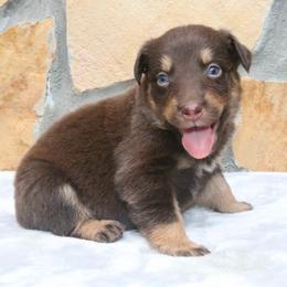 Tabasco - Red tri-color male Australian Shepherd puppy in Macon, Georgia from Shaina’s Shepherds
