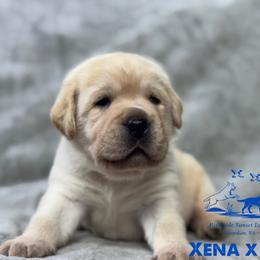 Dark blue - Yellow male Labrador Retriever puppy in Beaverdam, Virginia from Riverside Sunset Labrador Retrievers