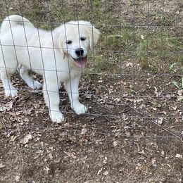 Girl 3 - Light golden Golden Retriever puppy in Allendale, Michigan from Teresa Stevens