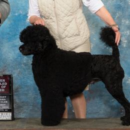 Portuguese Water Dogs from Glorietta Portuguese Water Dogs