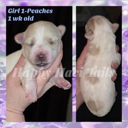 1st born- no name yet - Cream female Havanese puppy in Kansas City, Missouri from Happy Havi Tails