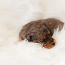 Rachel - Blue merle female Aussiedoodle puppy in Orleans, Indiana from Mae Blossom Puppies