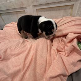 Bulldog Puppies from Bulldog's 4 Brothers