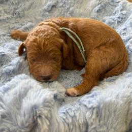 Fluttershy- Teal - Apricot female Goldendoodle puppy in Bay City, Texas from Charming Doods Goldendoodles