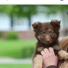 Parmesan (Brown) - Liver male German Shepherd puppy in Garrett, Indiana from Devil-Dog Shepherds