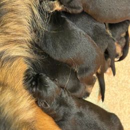Female - Black and red female German Shepherd puppy in Winchester, Kentucky from Drache Feld