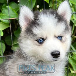 Saturn - Silver and white female Pomsky puppy in Littleton, Colorado from Pikes Peak Pomskies