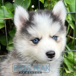 Saturn - Silver and white female Pomsky puppy in Littleton, Colorado from Pikes Peak Pomskies
