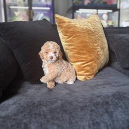 Honey - Apricot female Poodle puppy in Kissimmee, Florida from Unique Poodles