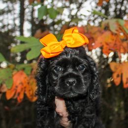 Cavalier King Charles Spaniel, Cavapoo, Cockapoo, and Cocker Spaniel Puppies from Double M Cocker Spaniels