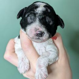 Alphonse - Parti male Poodle puppy in Salem Township, Maine from Moirae Poodles