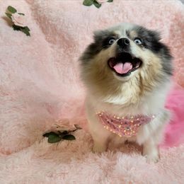 LOLA - Blue merle female Pomeranian puppy in Antelope, California from California Pom Paradise