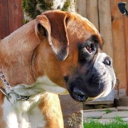 Hecate - Boxer