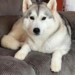 Siberian Husky puppies from Sovereign Siberians