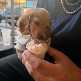 Prancer - Piebald male Dachshund puppy in Plantation, Florida from Lovelaced Pups