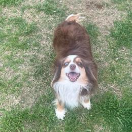 Foxey - Toy Australian Shepherd